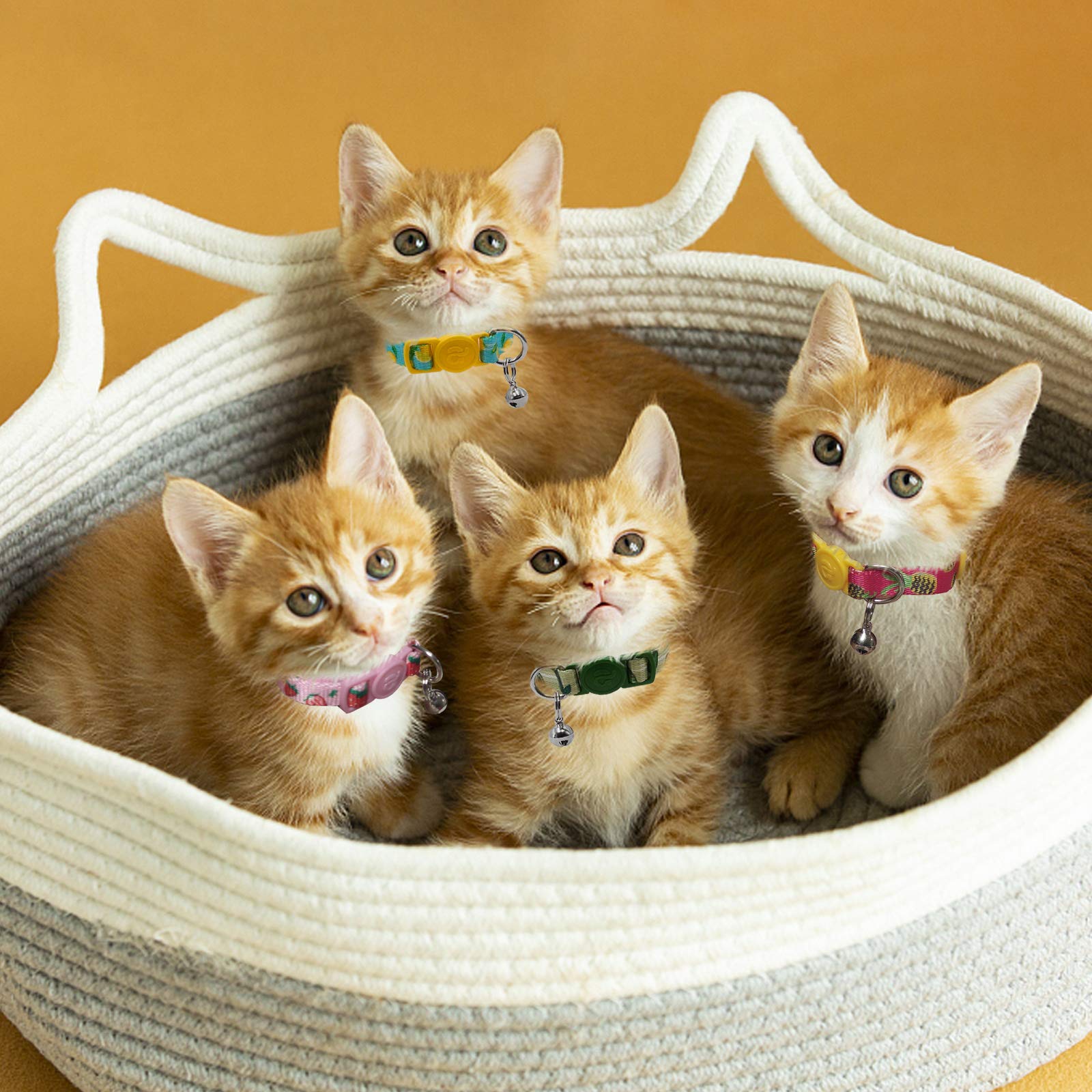 azuza four-pack kitten collars ready for everyday adventures