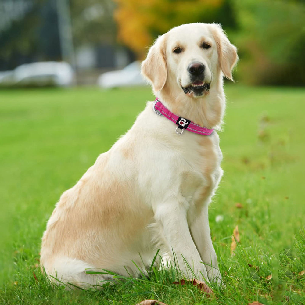 azuza Reflective Dog Collar hot pink chrome D-ring and buckle for durable daily use.