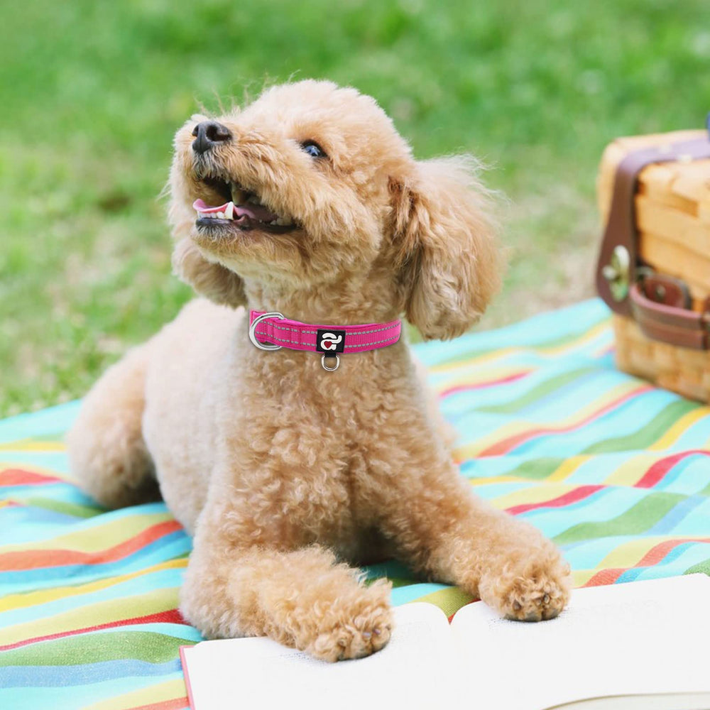 azuza Reflective Dog Collar hot-pink color adds stylish daytime visibility.