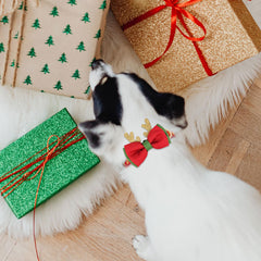 azuza adjustable small-dog collar provides secure daily wear and festive outings