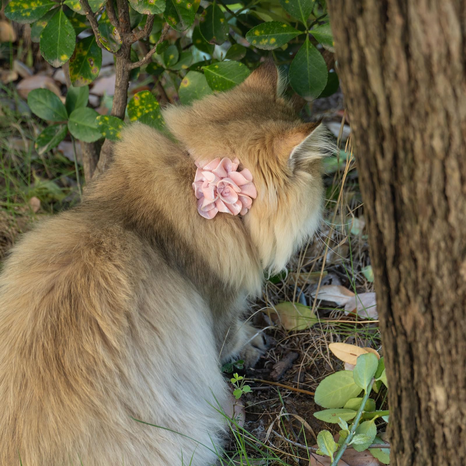 Azuza velvet fabric collar closeup; ultra-soft comfort for cats during petting and snuggling.