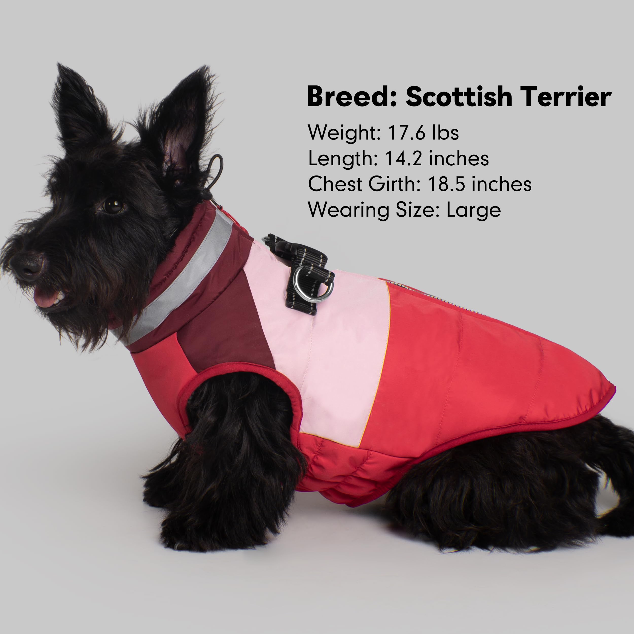 Azuza dog jacket elastic belly band ensuring snug comfort