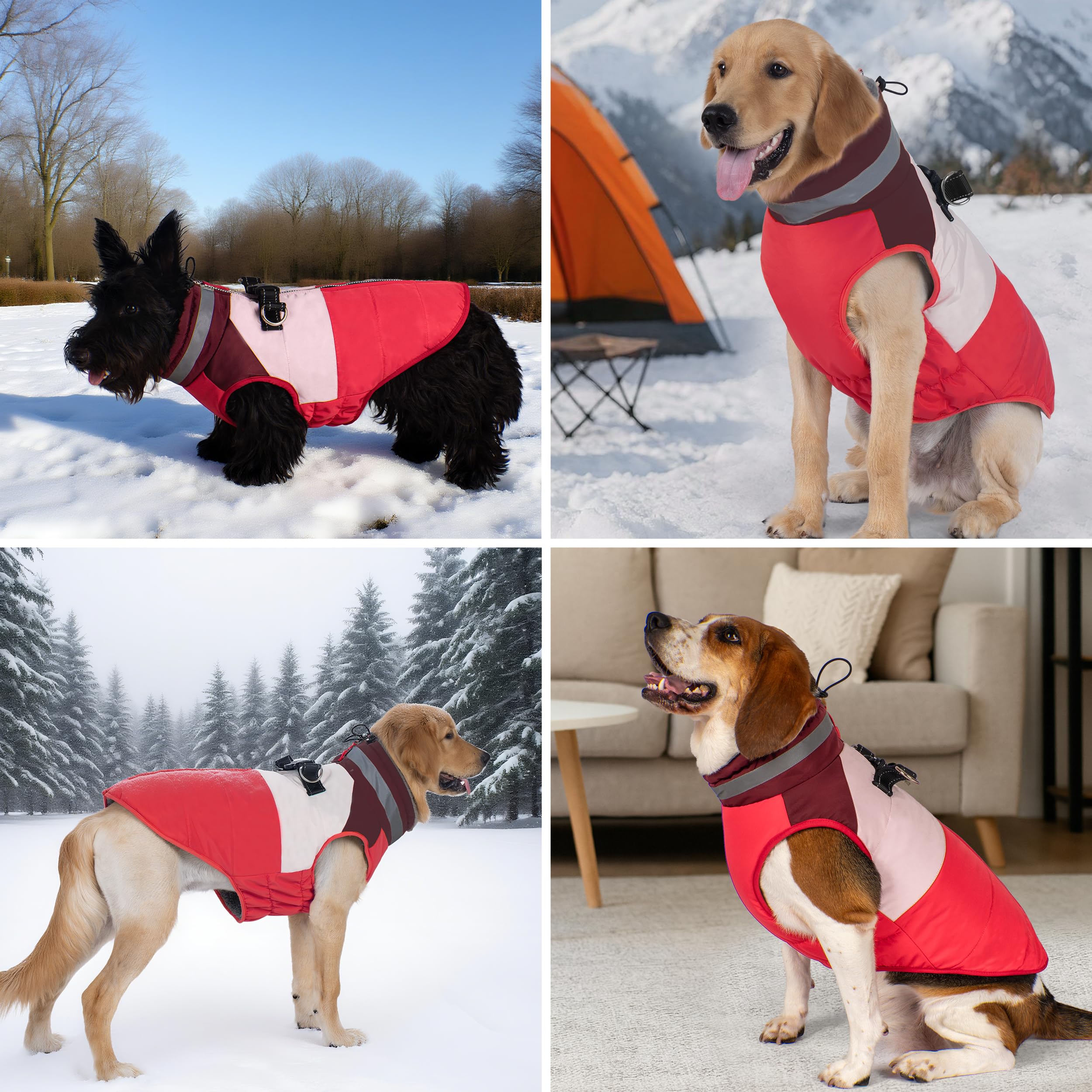 Azuza dog jacket D-ring and buckle for simple leash attachment
