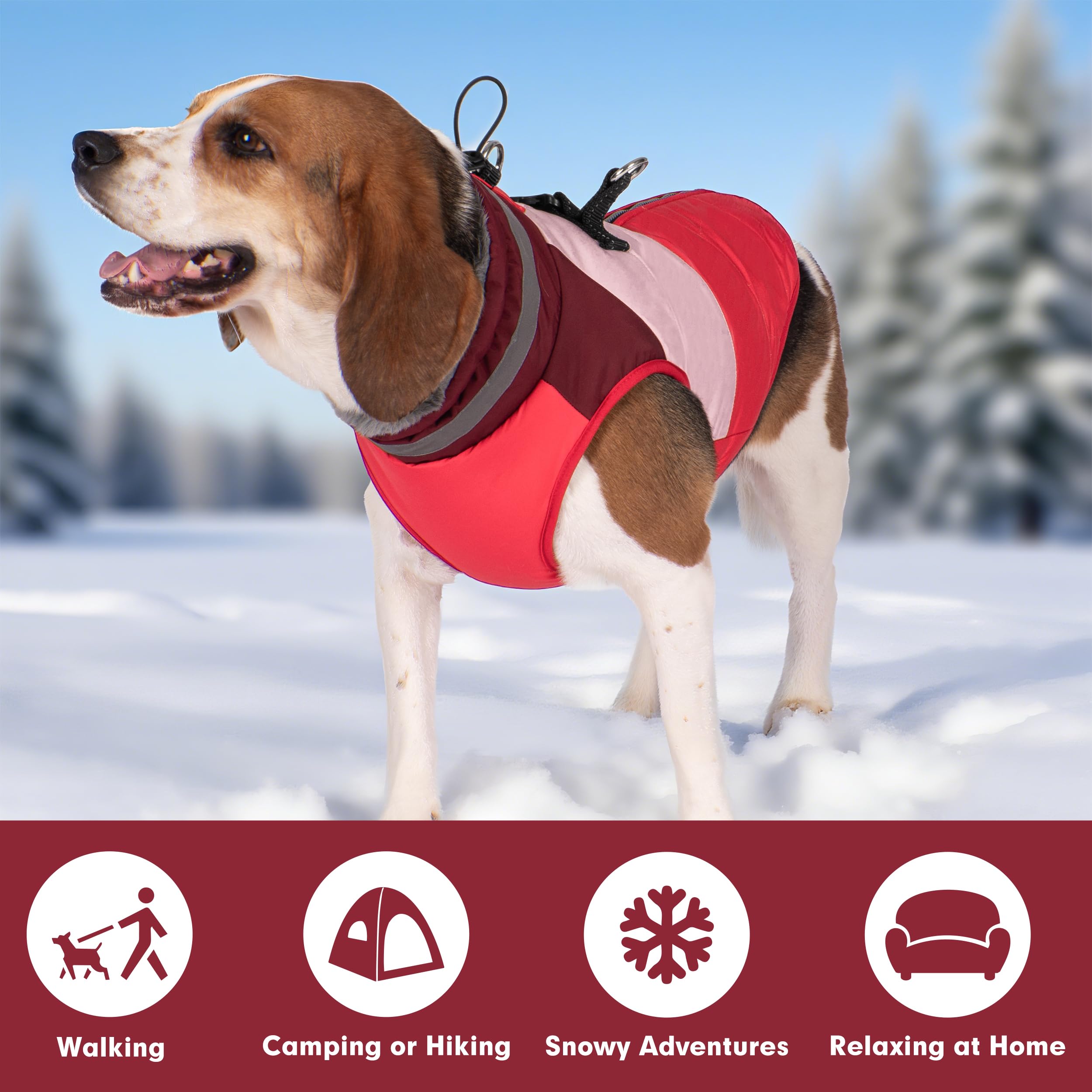 Azuza dog jacket red coat on dog highlighting bold style and warmth