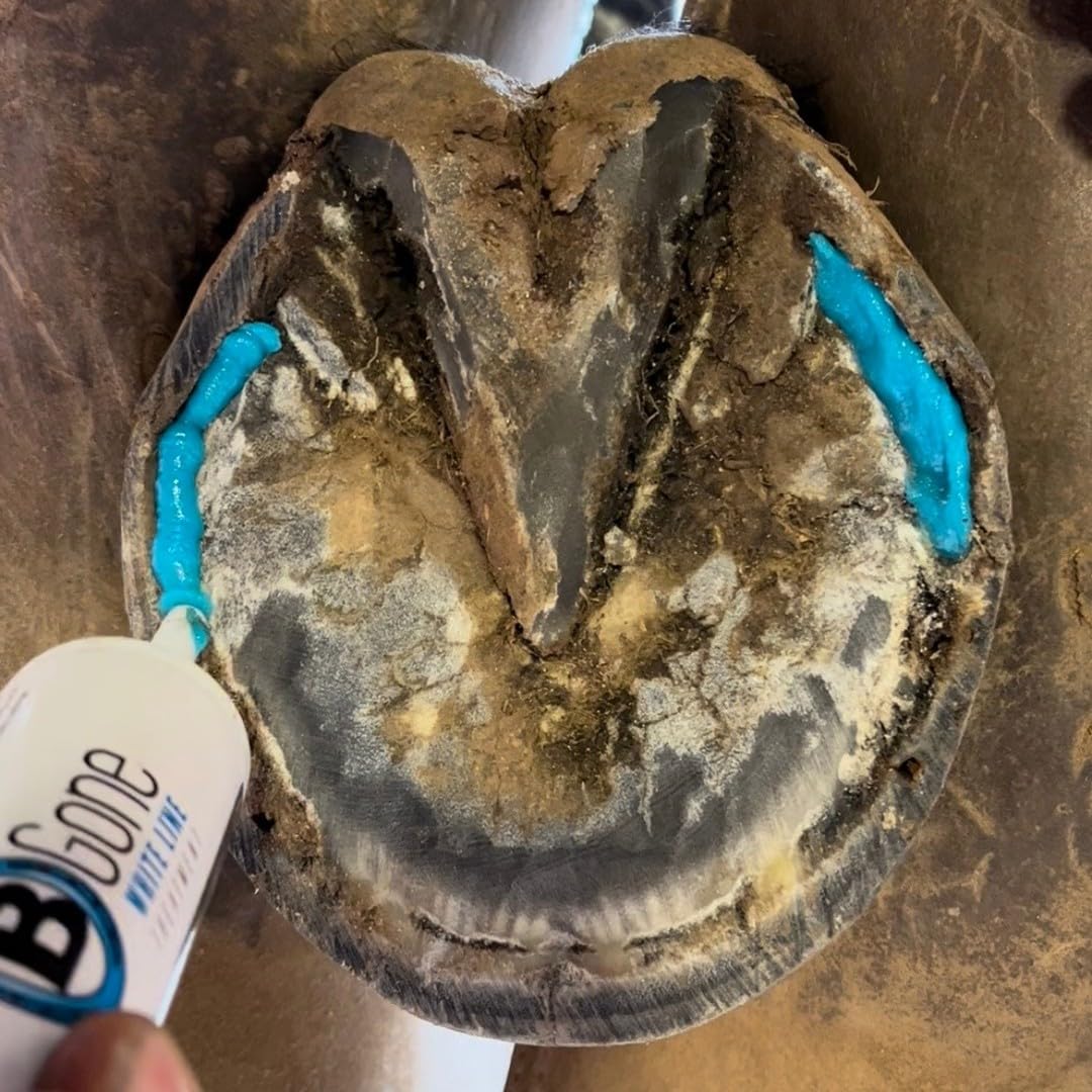 B Gone hoof closeup White Line illustrates targeted care near the hoof wall.