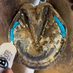 B Gone hoof closeup White Line illustrates targeted care near the hoof wall.