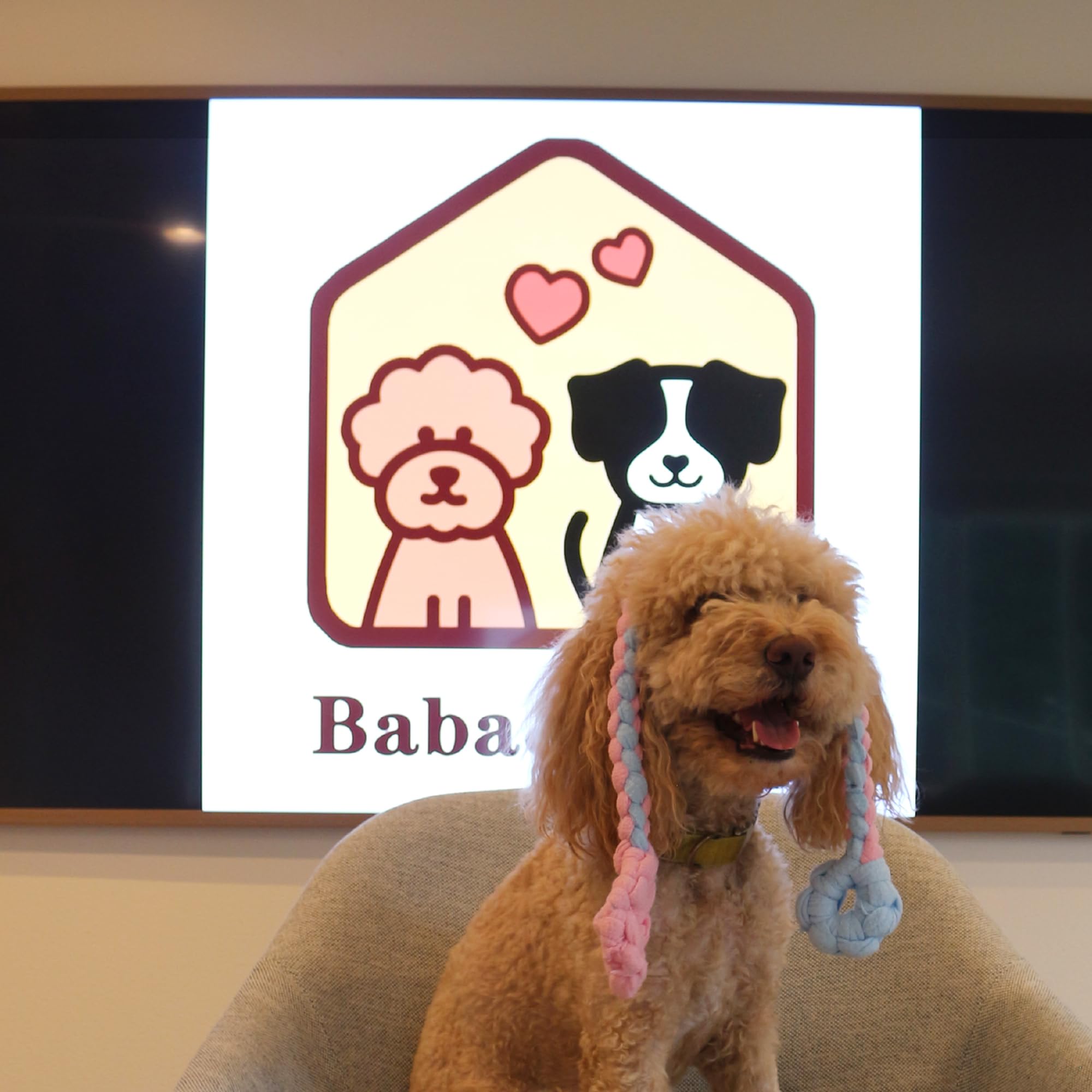 Baba&Nana agility-friendly tug toy helps recall and motivation.