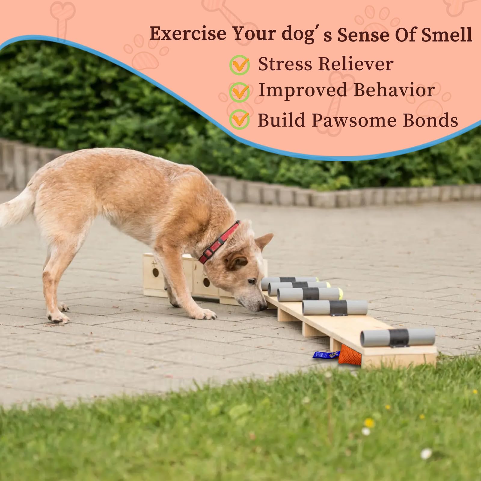 BabieDtOyG five instructional games guide scent play sessions.