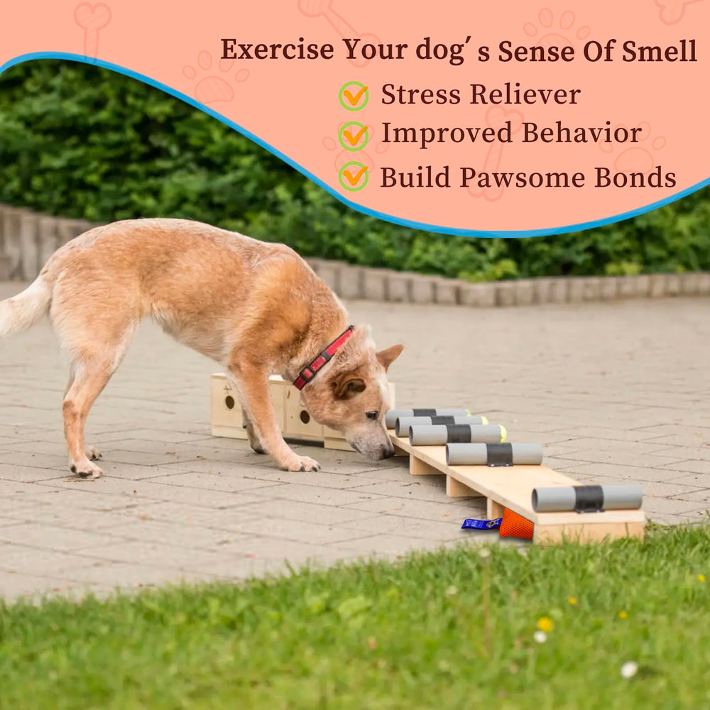 BabieDtOyG five instructional games guide scent play sessions.