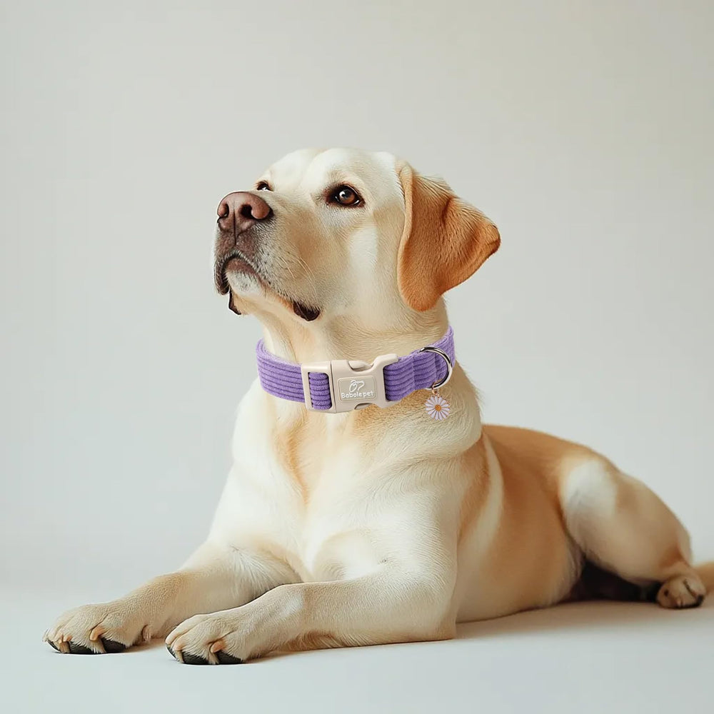 Babole Pet corduroy collar closeup highlights soft texture ideal for sensitive necks.