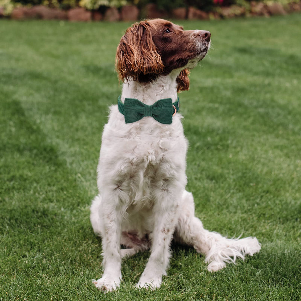 Babole Pet size-adjustable collar suitable for growing dogs