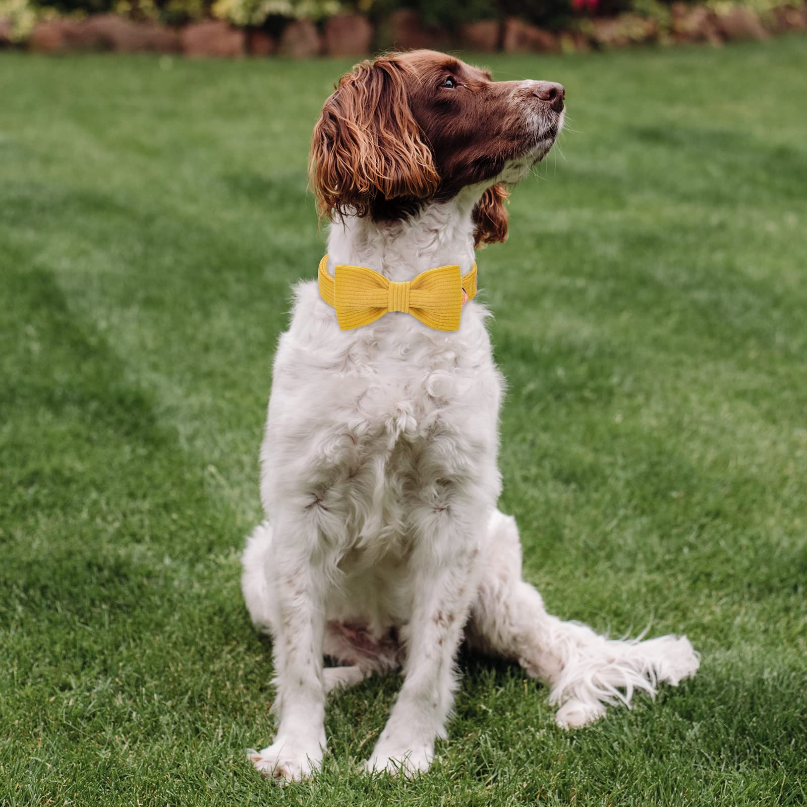 Babole Pet yellow collar on dog ready for everyday wear and photos.
