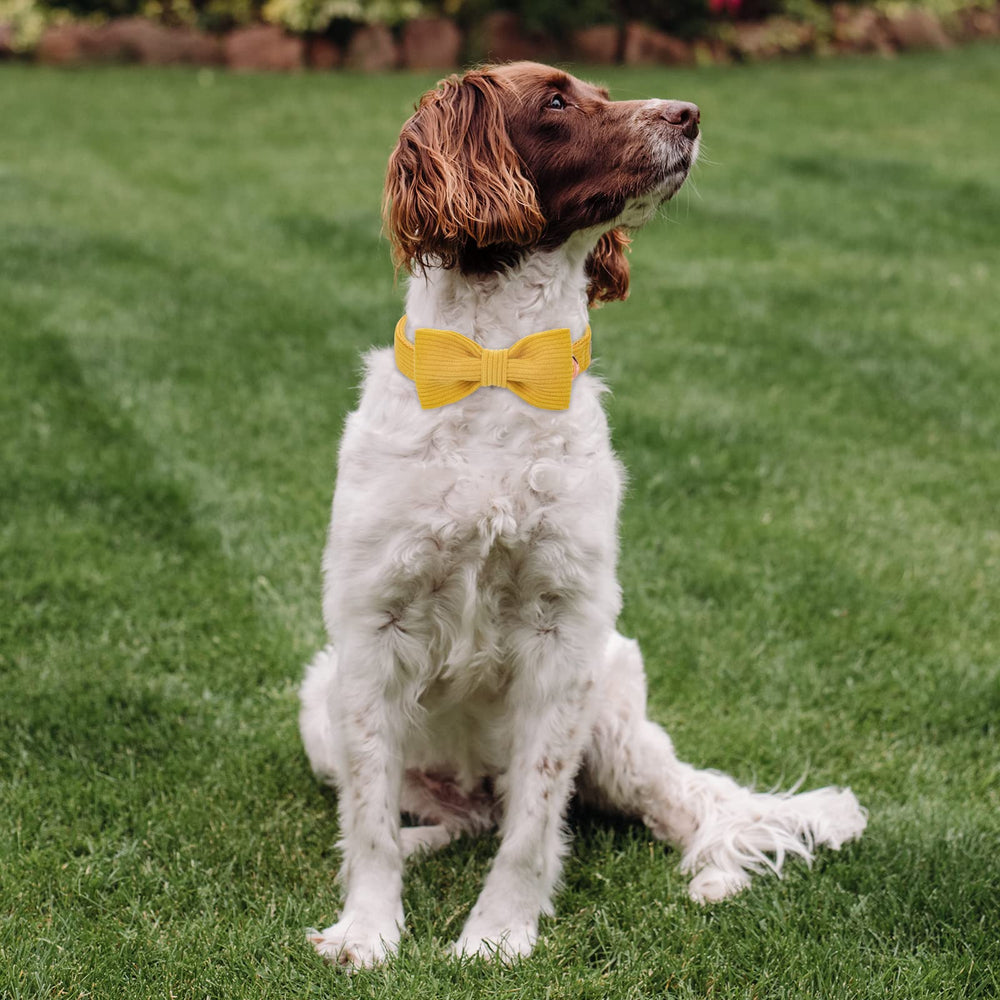 Babole Pet yellow collar on dog ready for everyday wear and photos.