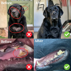 Back 40 Dogs sea kelp powder texture close-up highlighting natural plant-based nutrients.