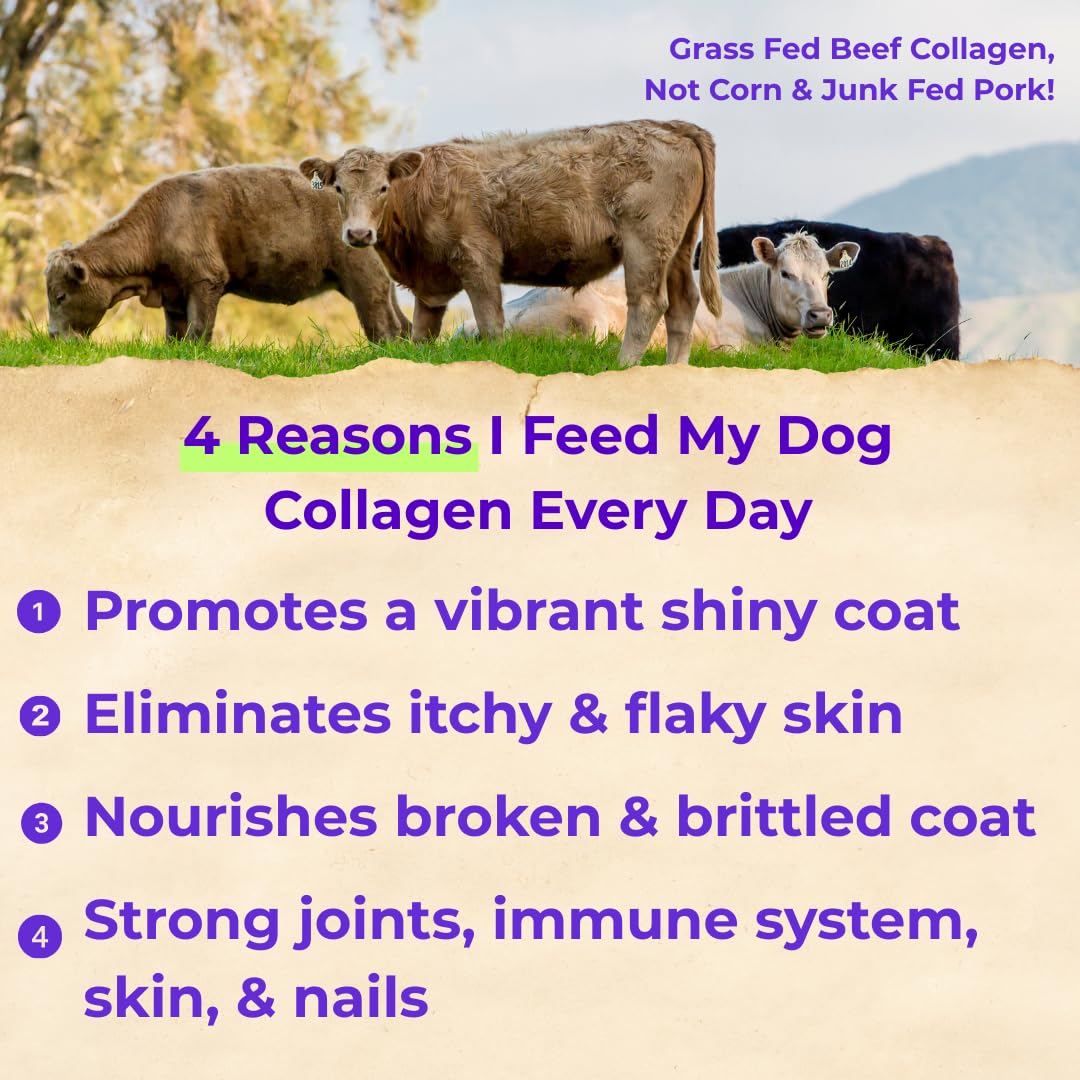 Back 40 Dogs liquid collagen promotes a vibrant coat.