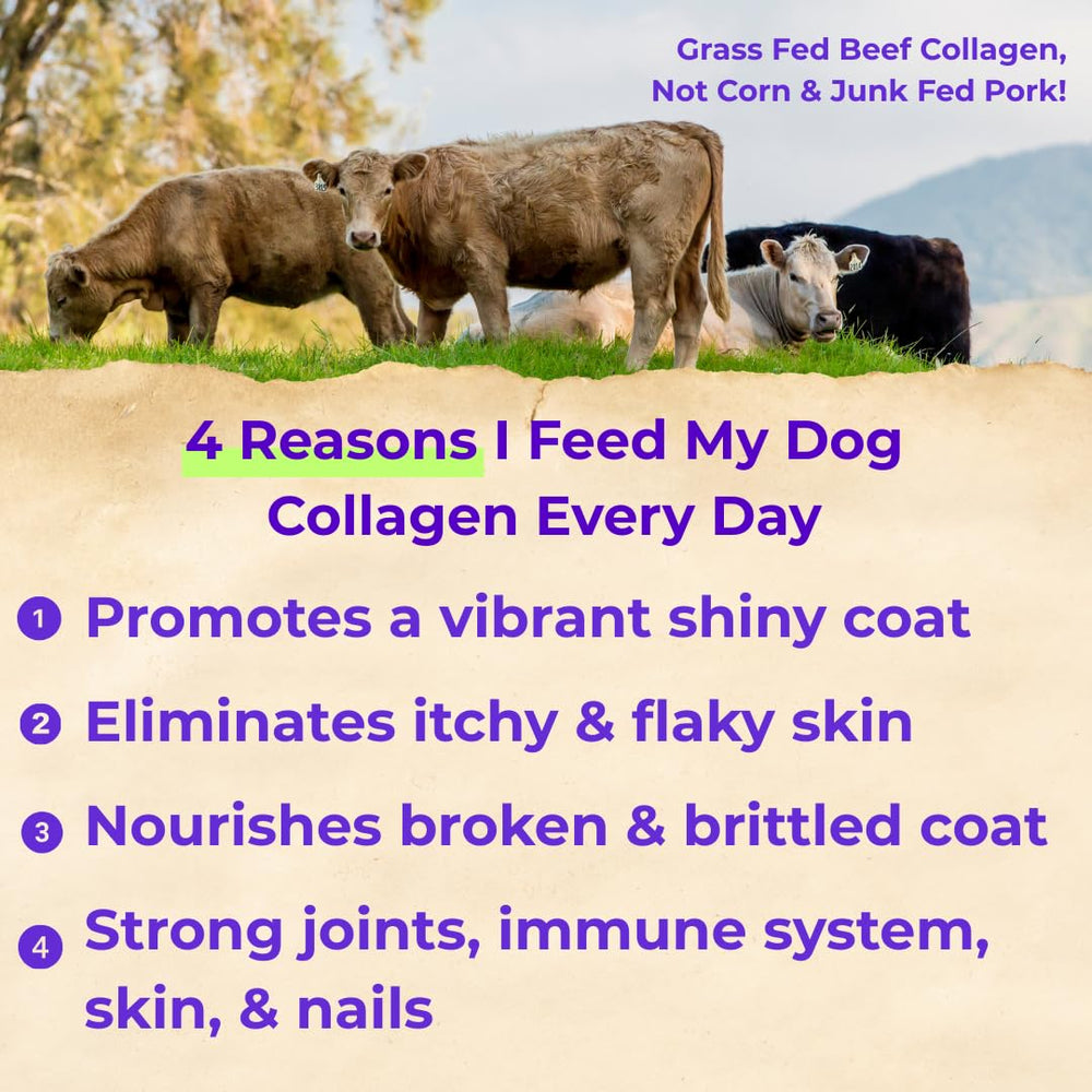 Back 40 Dogs liquid collagen promotes a vibrant coat.