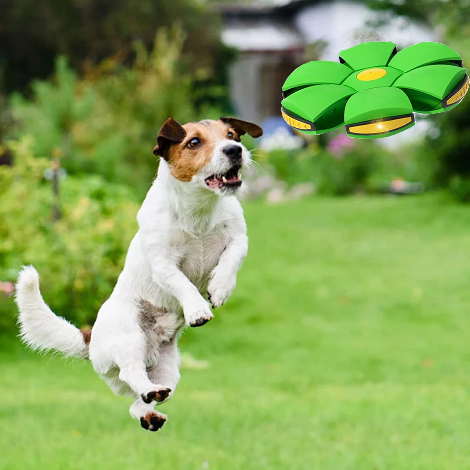 BADWALT pet toy dog interaction with the flying saucer ball.