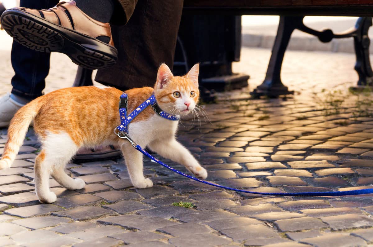Baeuppit cat harness measure guide helps you choose the right size