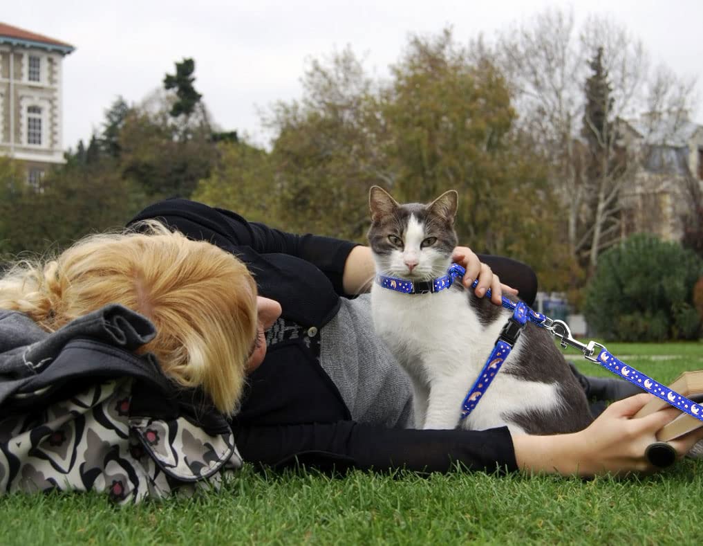 Baeuppit cat harness outdoor walking setup makes outings easy