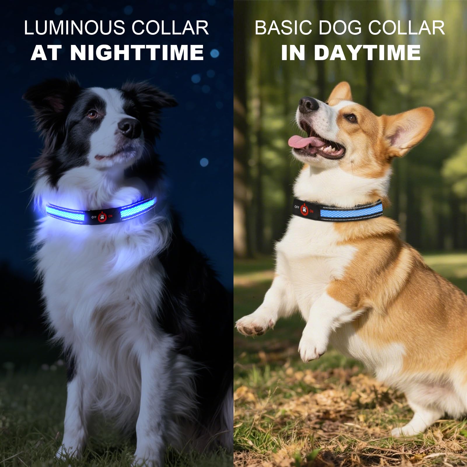 Bamda large-dog Blue-L collar remains visible during slow-flash mode.