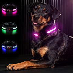 Bamda Light Up Dog Collar pink close-up showing bright glow for night visibility.
