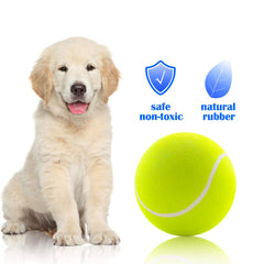 Banfeng dog play in park image illustrating the giant ball in action.