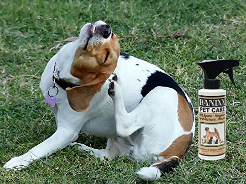 Banixx Pet Care spray used on a dog during routine coat care
