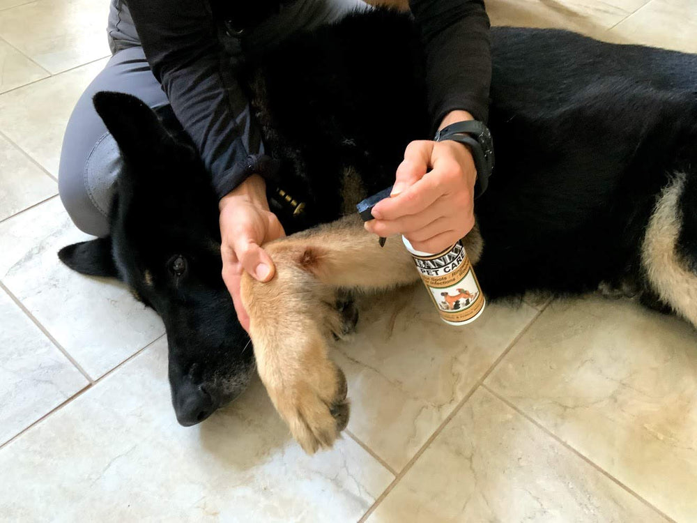 Banixx Pet Care spray being applied after cleaning with water