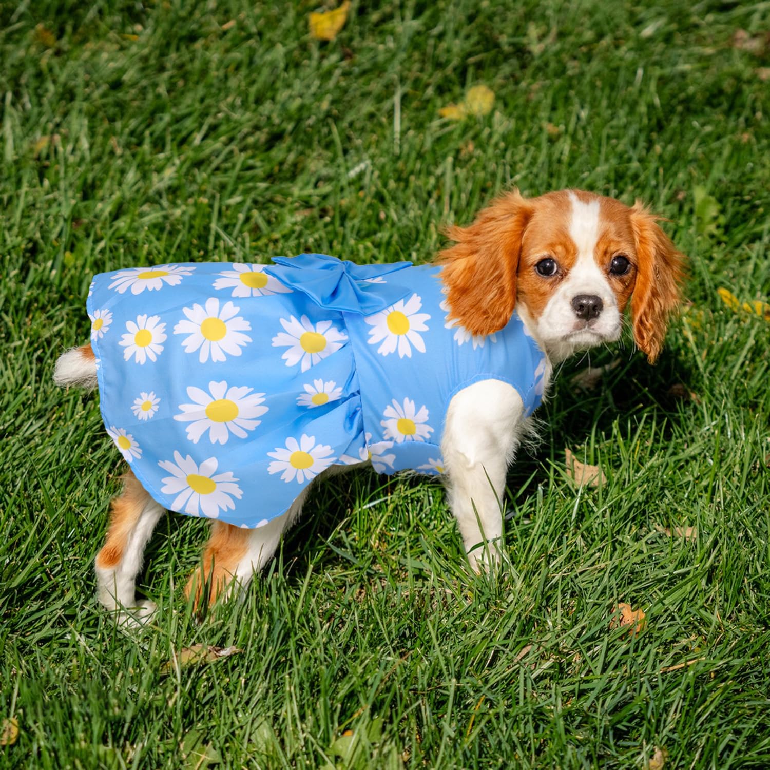 Baobicute girl dog dress with watermelon print for backyard fun