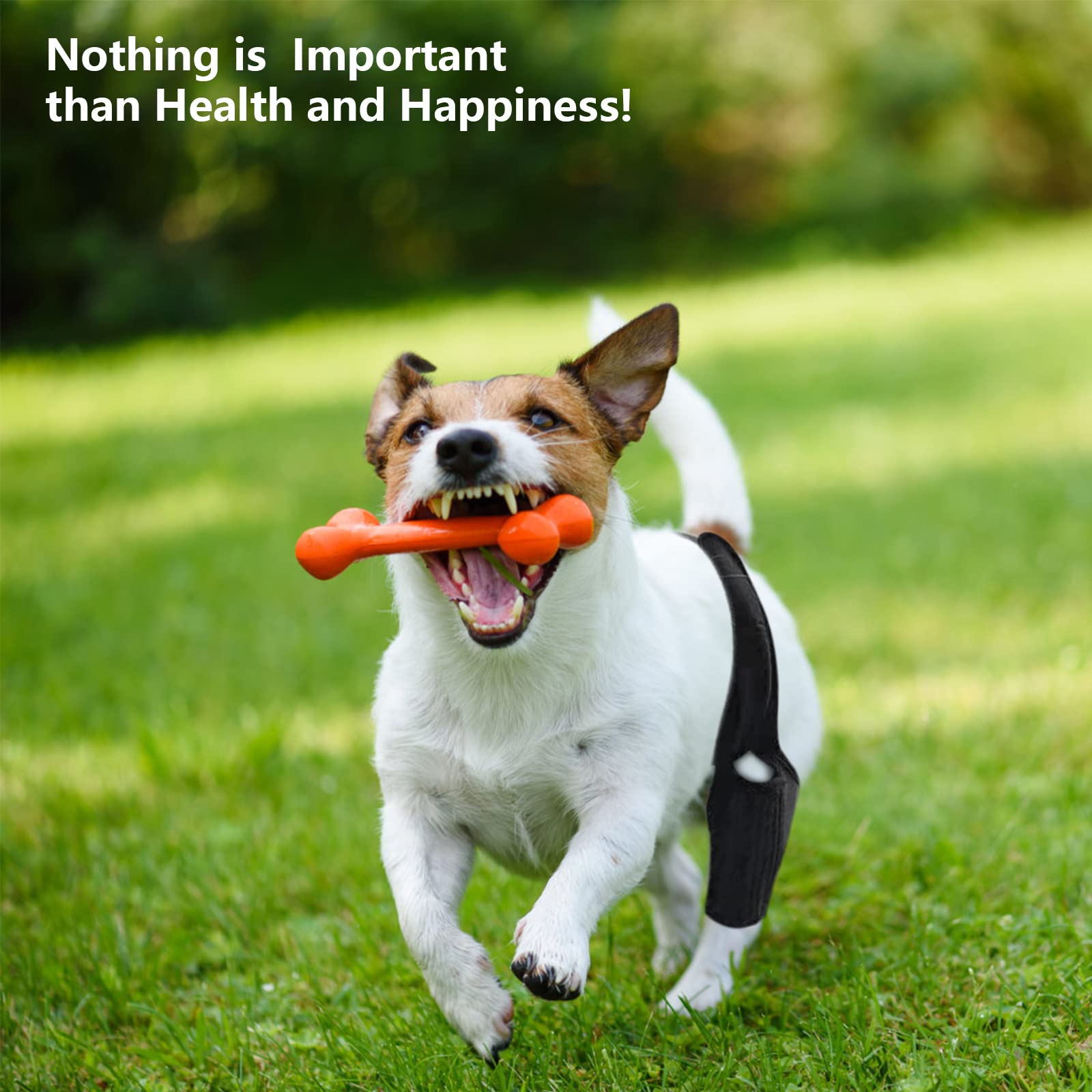 BaoGuai knee brace vet approved by certified veterinarians.