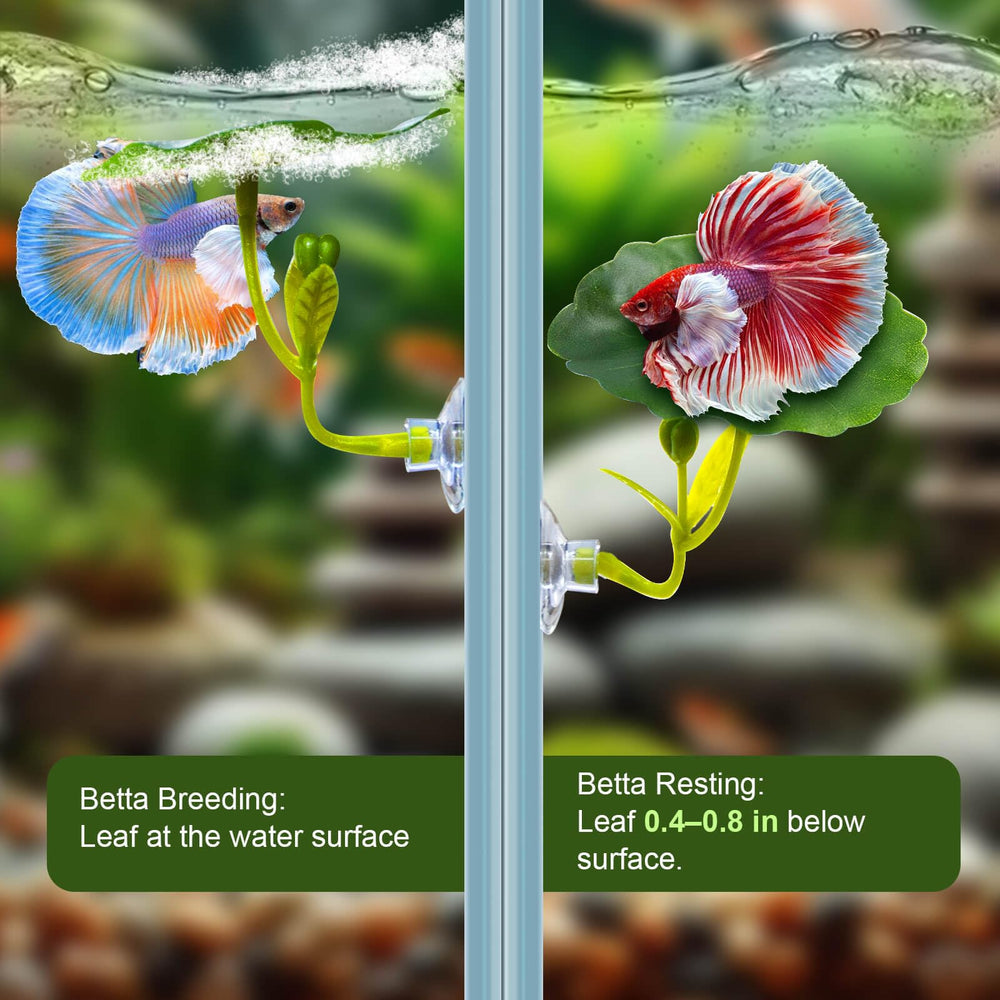 BaoZqua betta hammock lotus leaf in tank showcasing hiding spots