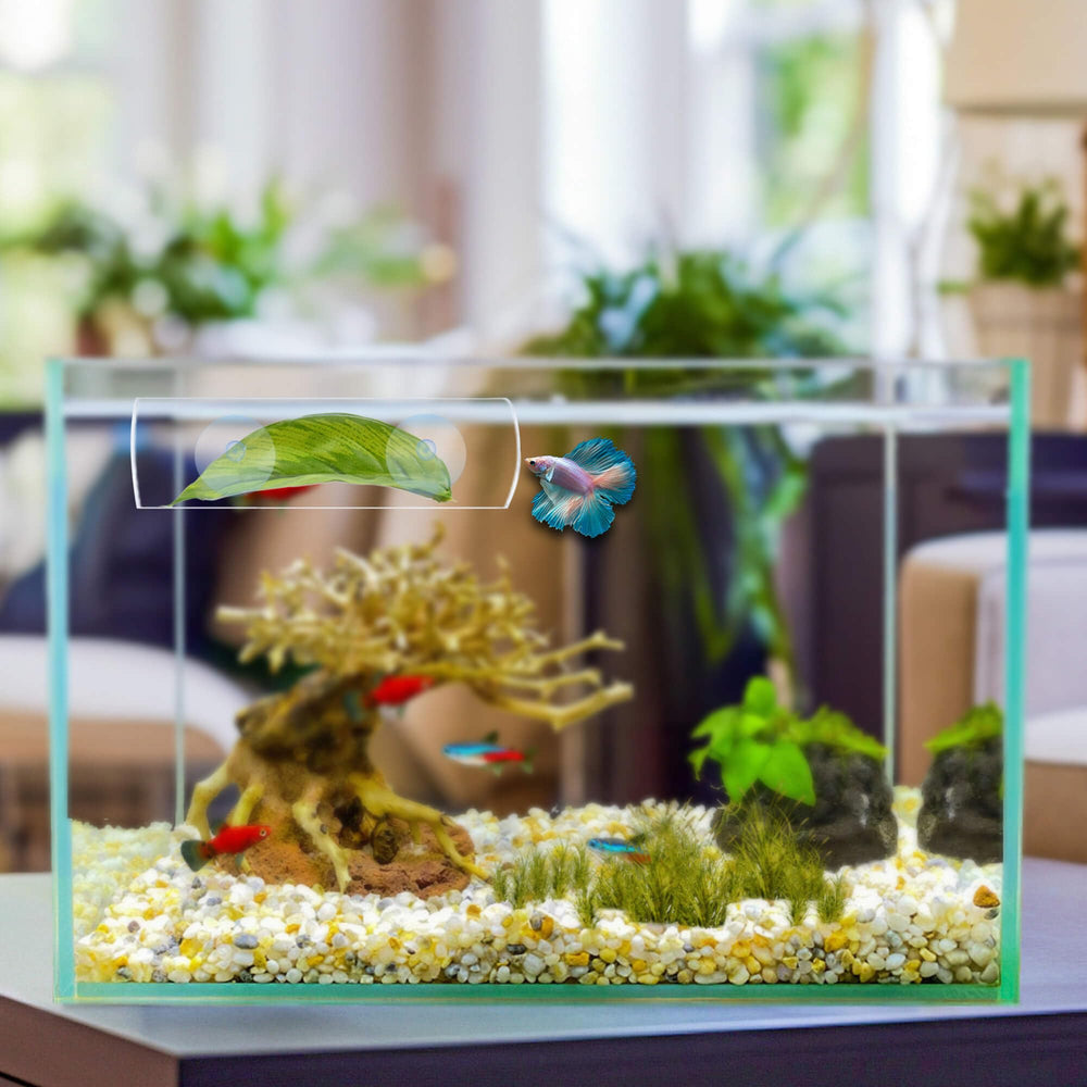 BaoZqua acrylic betta tunnel enriches tank by inviting playful exploration.
