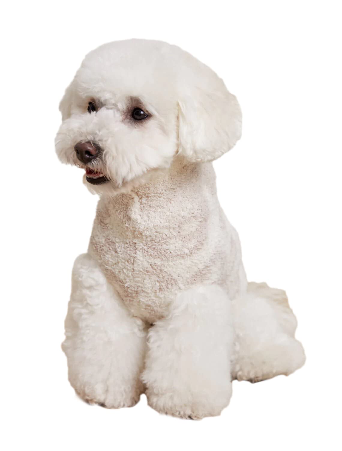 Barefoot Dreams CozyChic pet sweater leopard-detail adds stylish warmth for outings.