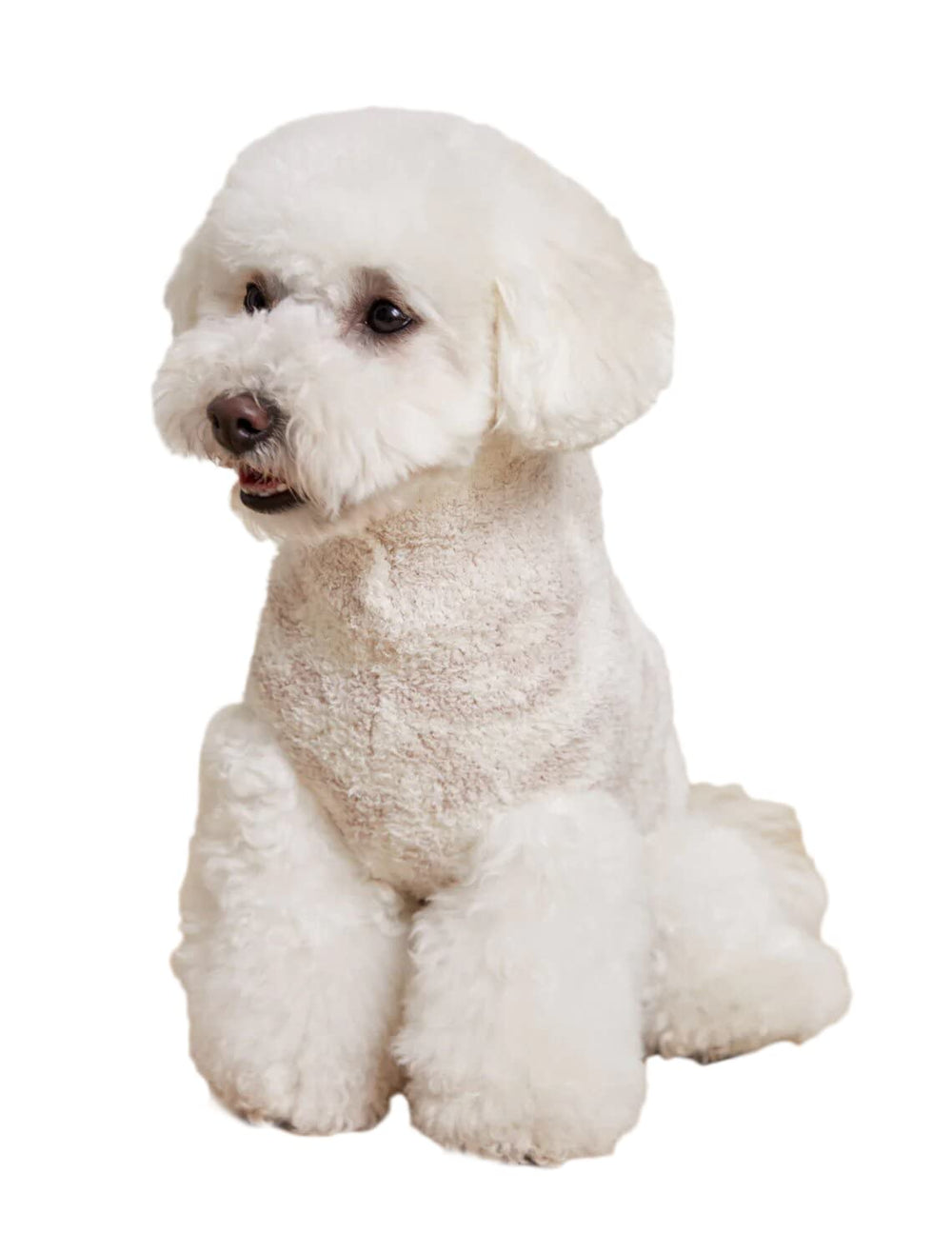 Barefoot Dreams CozyChic pet sweater leopard-detail adds stylish warmth for outings.