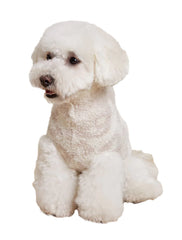 Barefoot Dreams CozyChic pet sweater leopard-detail adds stylish warmth for outings.