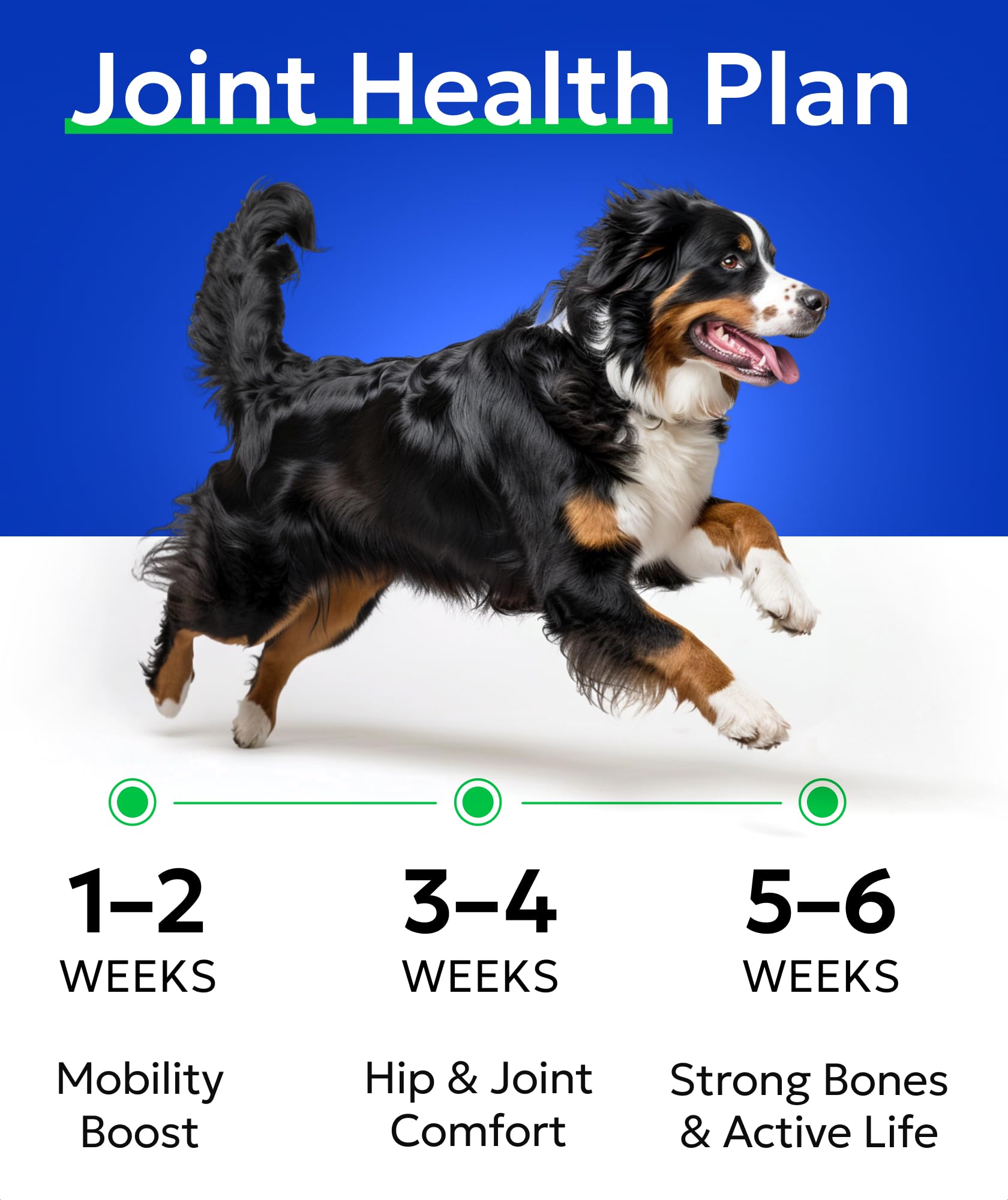 BARK&SPARK senior dog stairs moment shows stair-climbing comfort potential