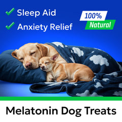 BARK&SPARK melatonin dog chews 6mg per chew supports sleep friendly routines.