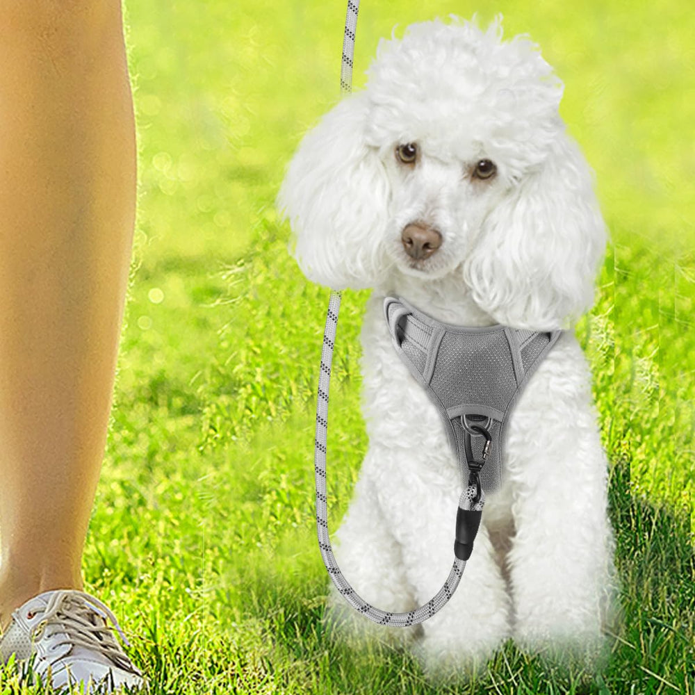 BARKBAY Grey XS color option for everyday wear