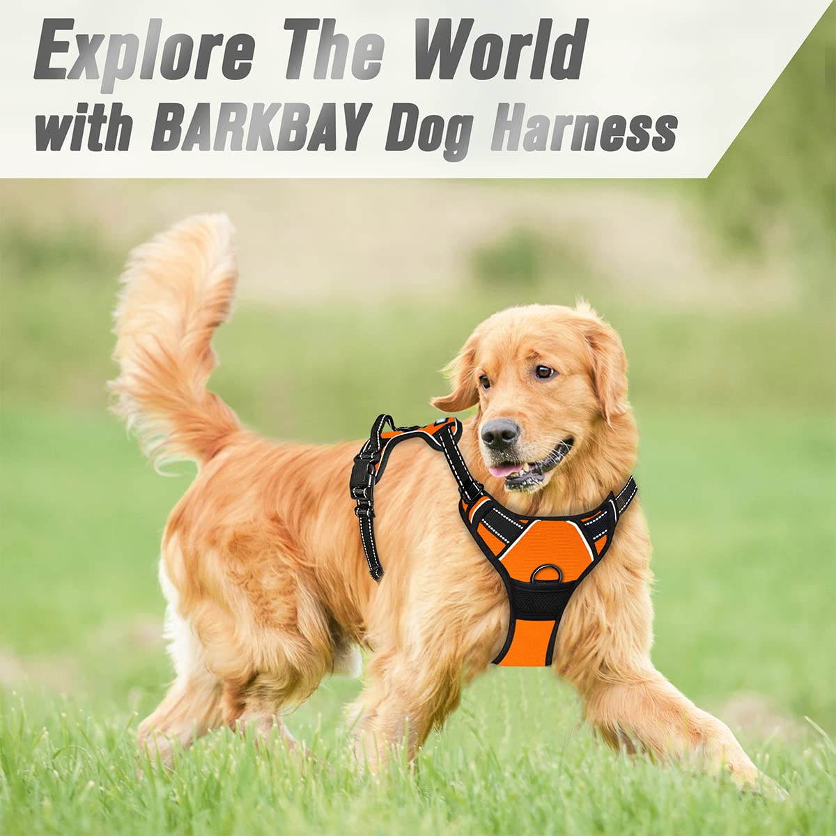 BARKBAY Dual leash attachment points enable flexible leash setups.