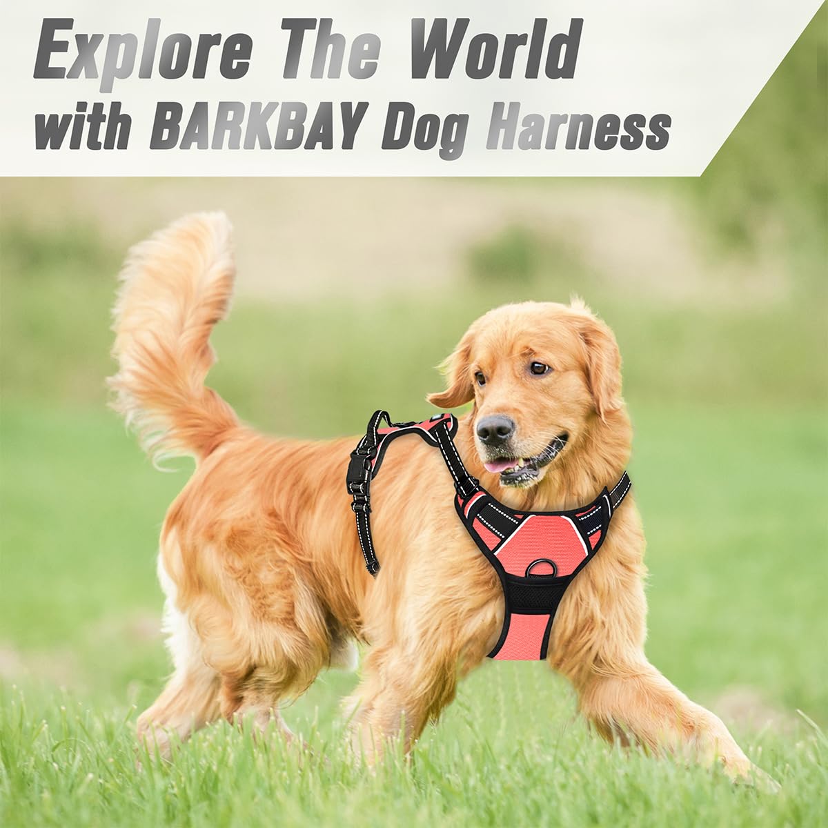 BARKBAY No Pull Harness evening-walk scene highlights safety and visibility.
