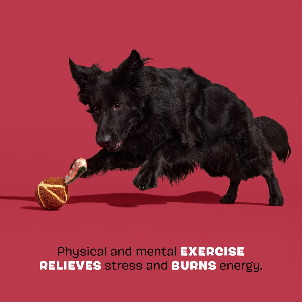 BarkBox BARK A Squeaky Meat-A-Ball beef-scent close-up highlights scent-driven engagement
