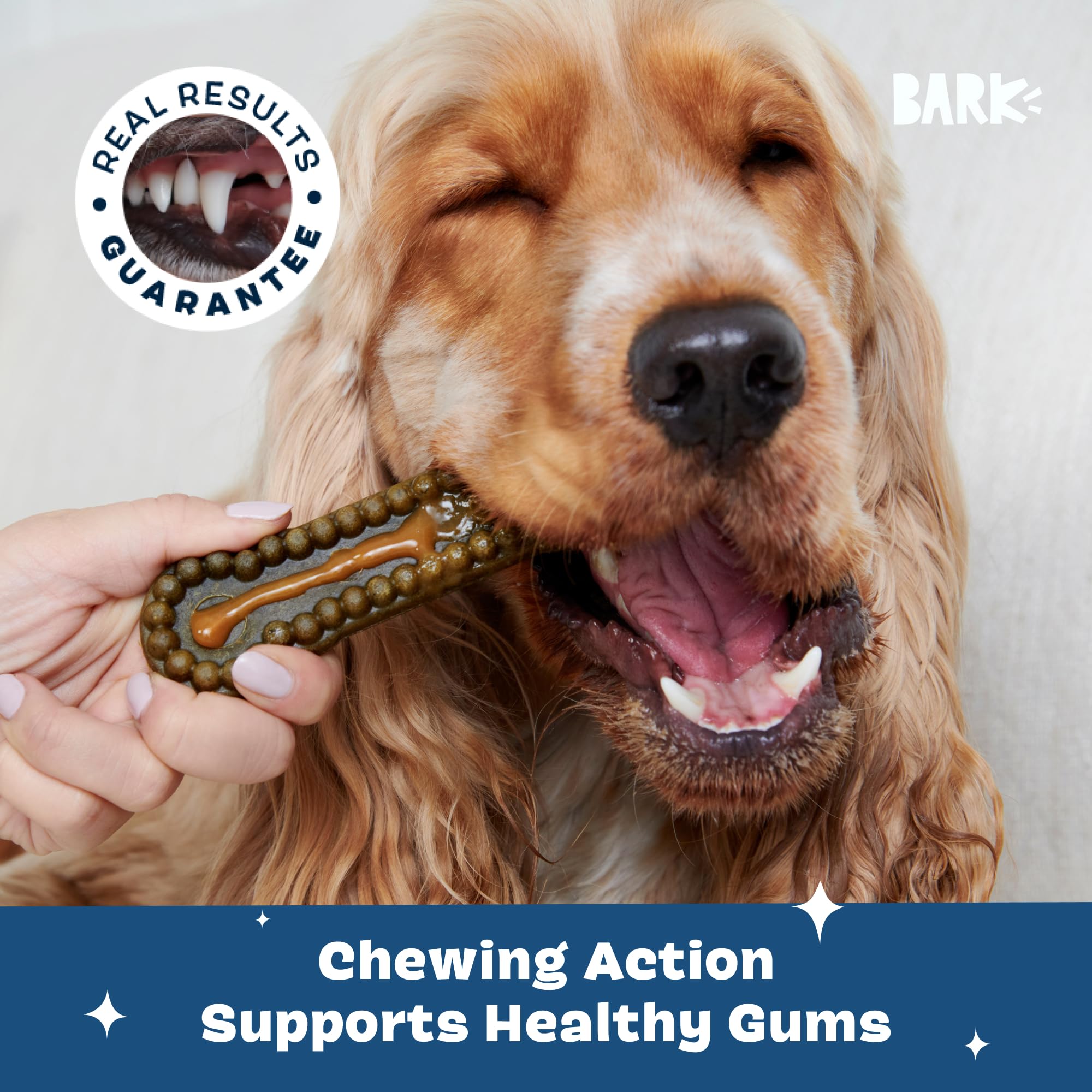 Medium-breed dog enjoying a routine with the dental kit