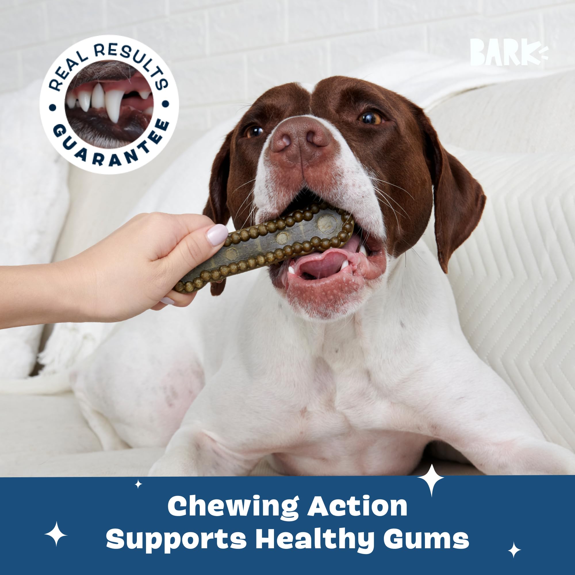 Barkbox Bright gum massage action during chewing.