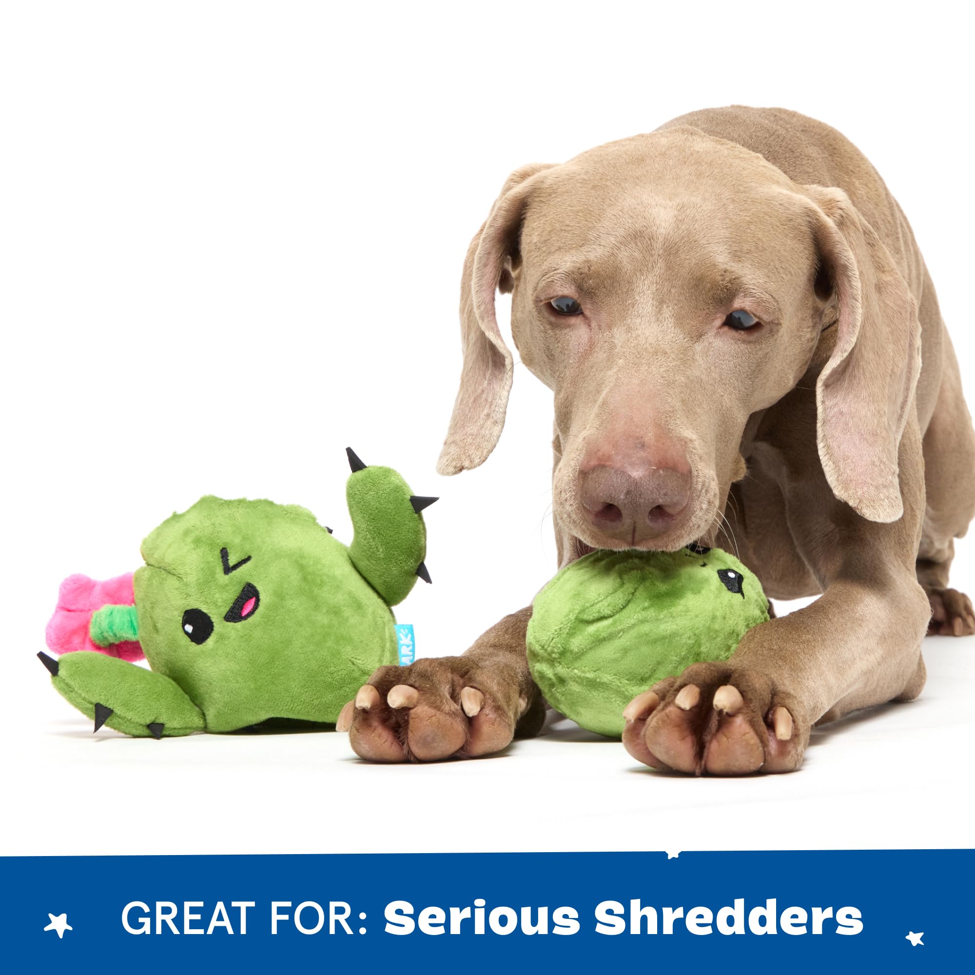 BarkBox Consuela the Cactus indoor-outdoor use supports versatile play sessions anywhere