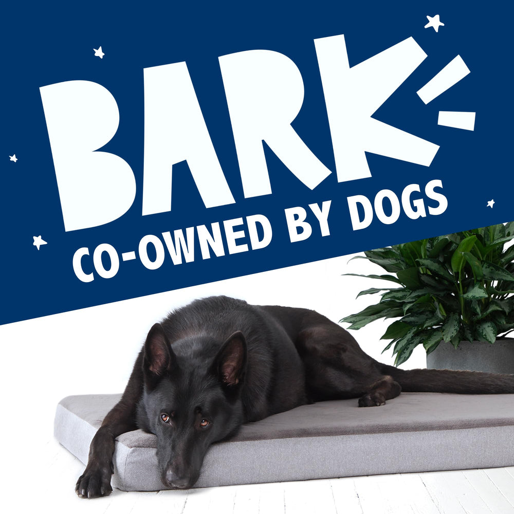Barkbox orthopedic bed styled in living room shows stylish design.