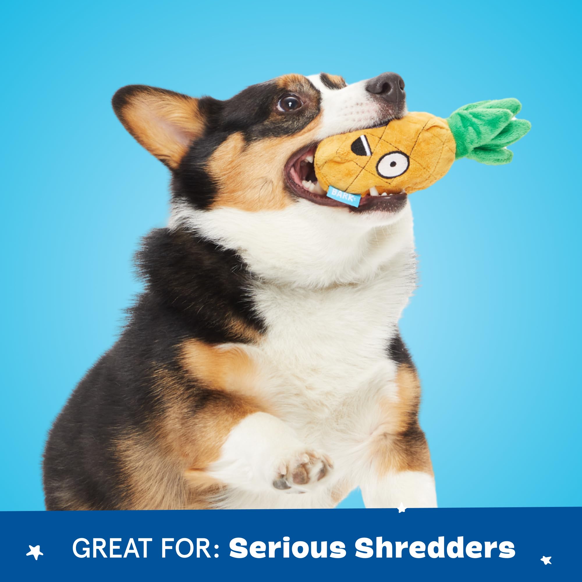 BarkBox Penny The Pineapple interactive play session demonstrates enrichment and problem-solving.