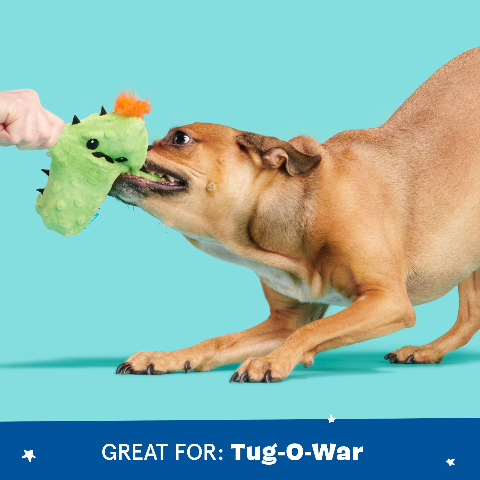 BarkBox Prickly Pete dog toy designed in New York for durability