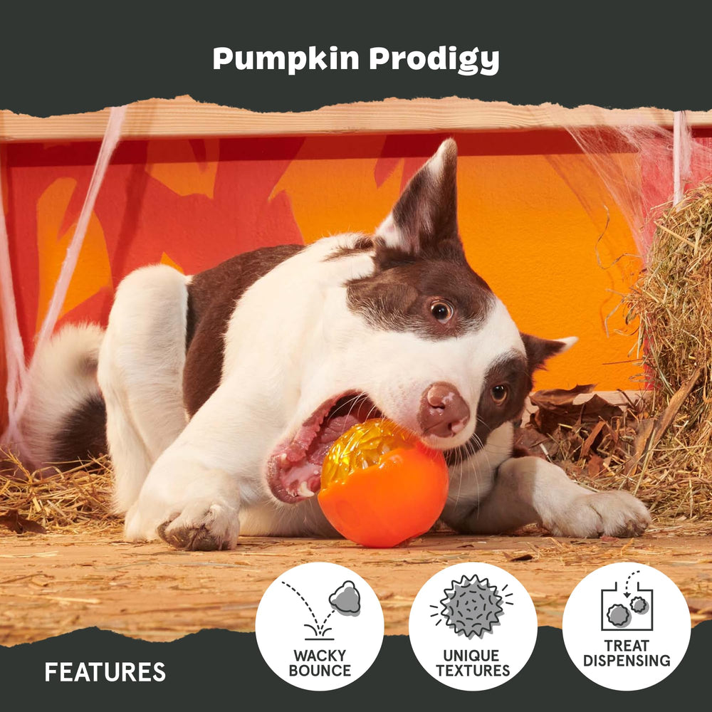 BarkBox Pumpkin Prodigy toy during wacky bounce for active play.