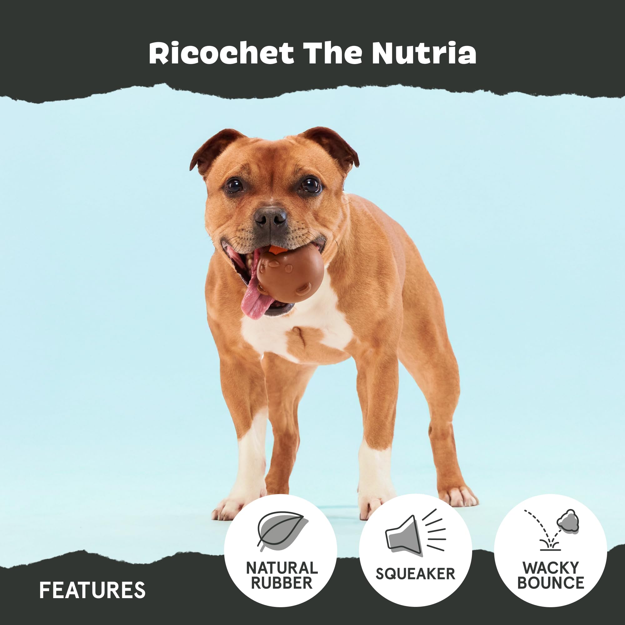 BarkBox Ricochet Nutria toy being fetched in backyard for fetch-loving dogs.
