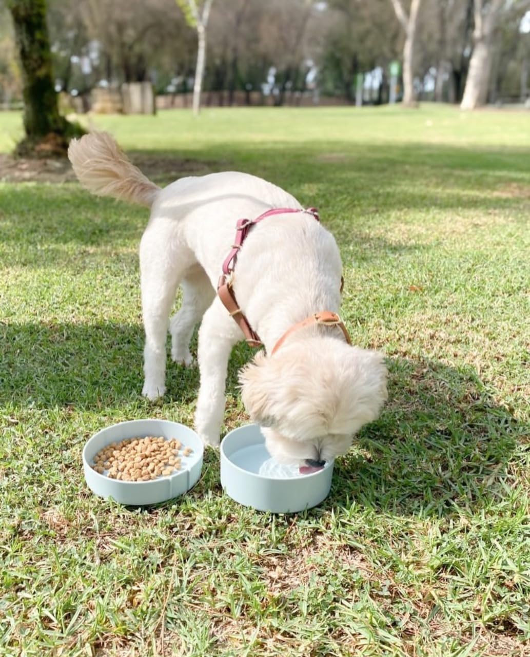 Barkin’ Trails BPA-free plastic for safe outdoor use.